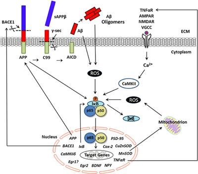 Neuronal Gene Targets of NF-κB and Their Dysregulation in Alzheimer's Disease